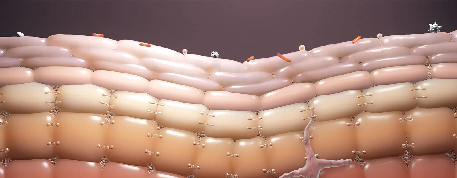 LA IMPORTANCIA DE LA BARRERA CUTÁNEA EN DERMATOLOGIA MODERNA